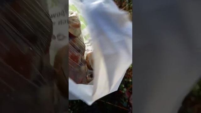 Осенний лес в ноябре 2023г. смотреть онлайн