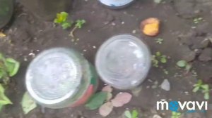 На колеусы напал клещ.