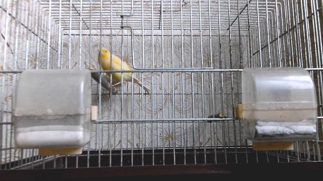 Кенар - Цыпа (Лесной напев) смотреть онлайн