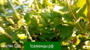 Крыжовник Аристократ