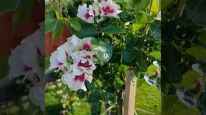 Англия. Штамб See You In Purple