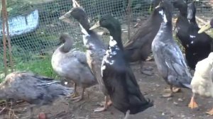 Индийский бегунок три возраста.