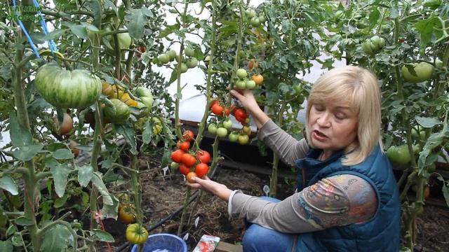 ЯБЛОНЬКА СИБИРИ! ОБЗОР СОРТОВ ТОМАТОВ! Советы от ЗЕЛЕНОГО ОГОРОДА! смотреть онлайн