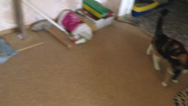 Кошка заигравшись грызет провода смотреть онлайн