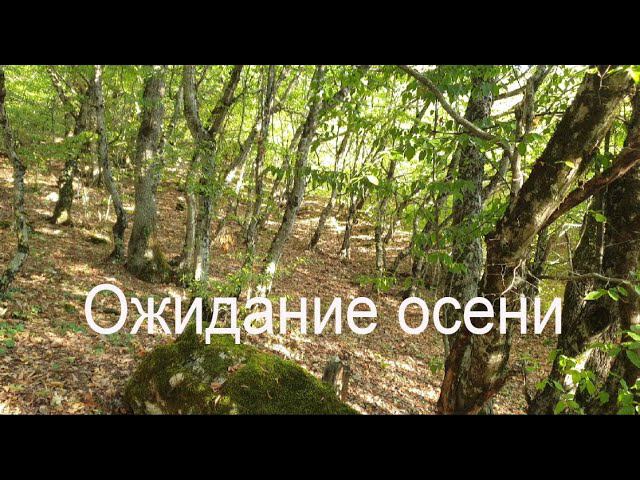 «Ожидание осени». Слова и мелодия Николая Носкова смотреть онлайн