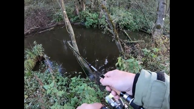 Щучки лесной микроречки.mp4