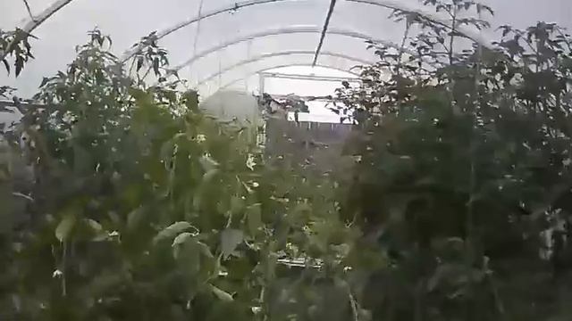 Автоматическая теплица смотреть онлайн