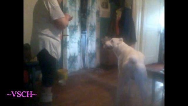 Алабай возраст 6 месяцев первое и последнее видео смотреть онлайн