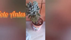 Como Replantar Minha Suculenta Echeveria  Setosa Diminuta - Sidinéia Tarabola