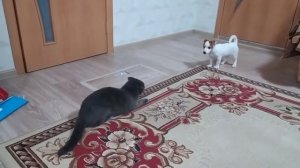 Щенок Джек Рассел терьер знакомится с британским котом!!!