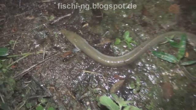 Рыбалка, Лучшие моменты рыбалки летнего сезона 2013 года смотреть онлайн