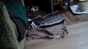 Выбор щенка