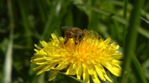 Panasonic handycam HC-V700 test