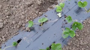 Посадка клубники в октябре в грядки без бугров под мульчу