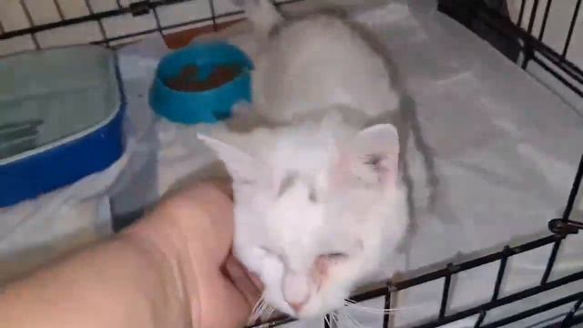 Выписка из клиники. Визард осваивается на новом месте. Пятница вернулась в банду.