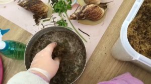 Уборка у улиток АХАТИН