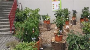 выставка острого перца в саду