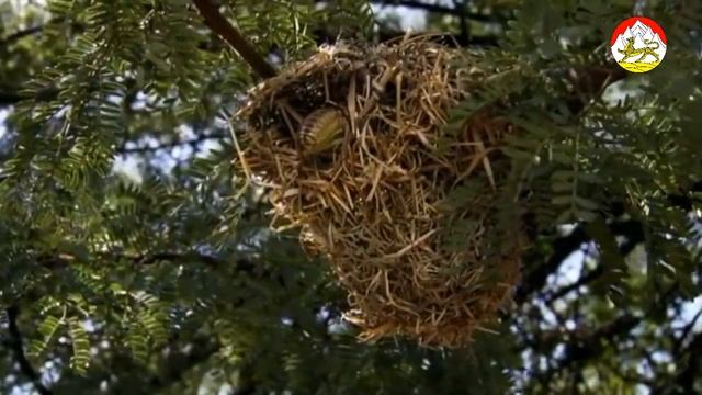 Броненосная саранча охотится на птиц. Самое страшное насекомое в мире.