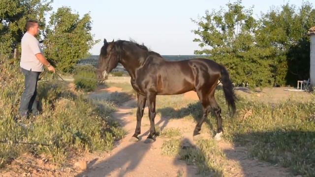 жеребец смотреть онлайн