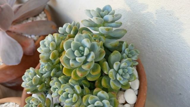 Tour por mi jardín Parte 1 // ¡Identificación de suculentas! // Any Grc
