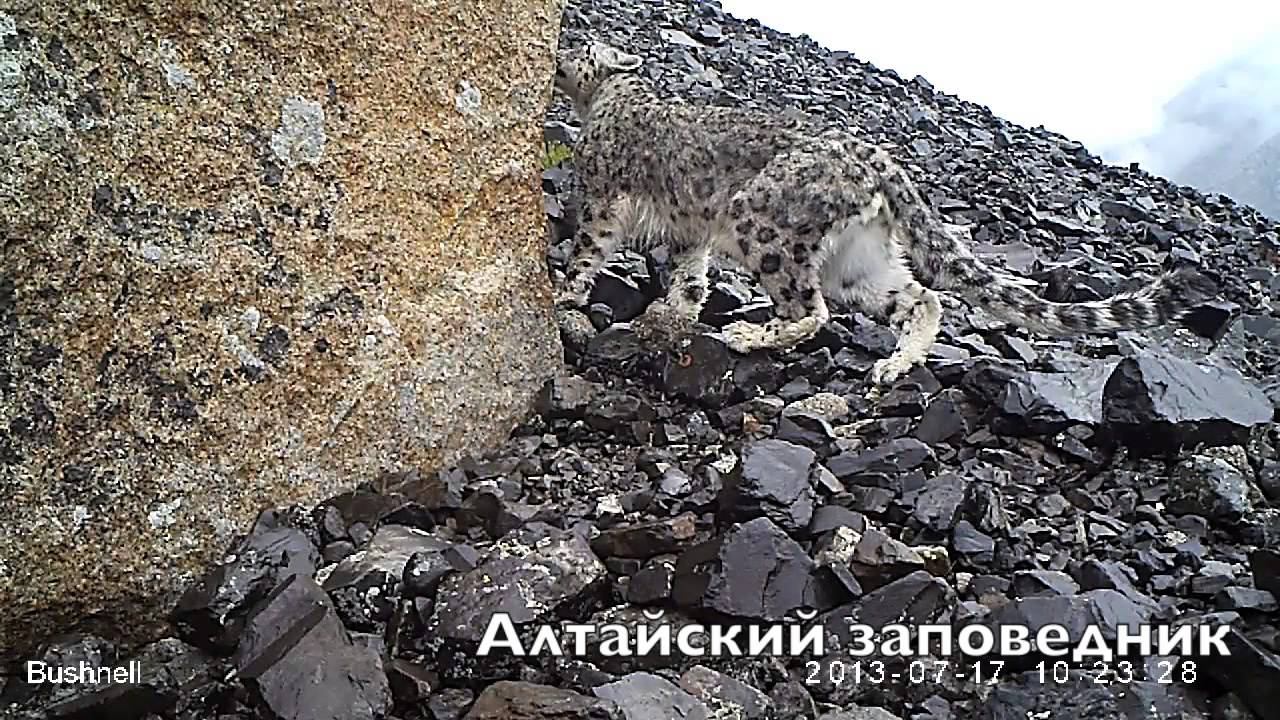 Получены новые видео-ролики со снежным барсом