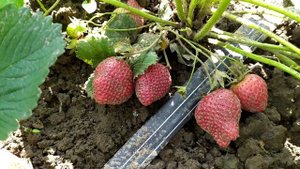 Сбор урожая клубники Диамант 2020