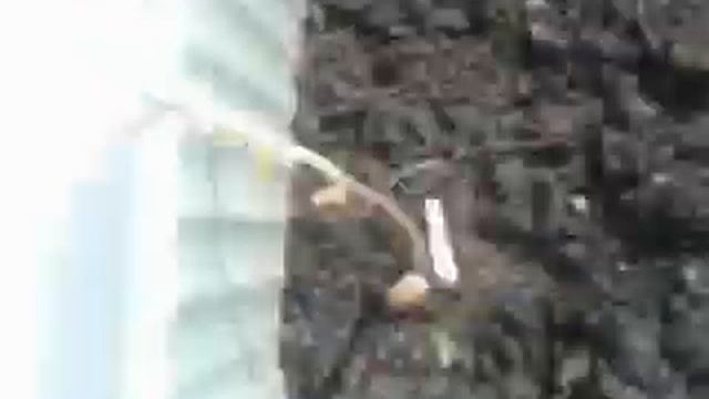 Ростки земляники 19 день смотреть онлайн