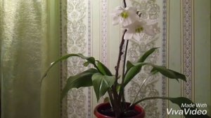 Эухарис зацвел. Амазонская лилия. Советы по уходу.