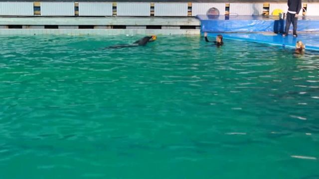 катя и дельфины 5 смотреть онлайн