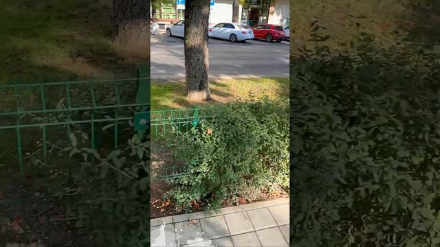 Микрозаборчики на улице Красной в Краснодаре..
