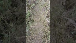 сравнение мульчира с леской и с цепями часть первая и как мульчер наматывает траву