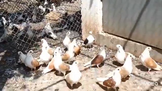 Голуби породы чайка