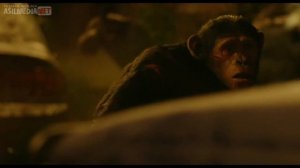 маемунлар салтанати