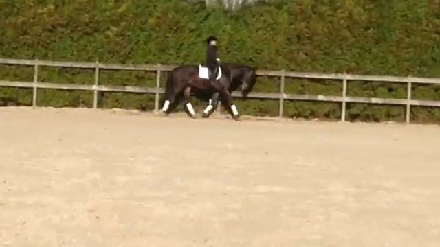 Продается отличный выездковый пони, высота в холке 1.60 смотреть онлайн