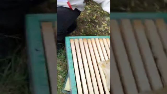 Семья Бакфаст B33 F1 весной смотреть онлайн