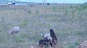 Брачные игры животных. БАРАНЫ на Урале