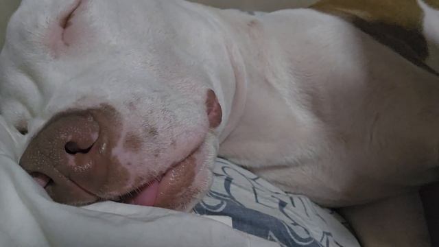 Граф - храпун. смотреть онлайн