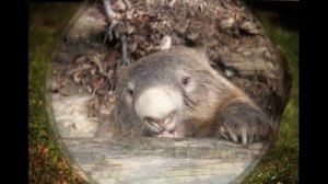 Путешествие в Австралию (знакомство с животными австралии для детей старшего дошкольного возраста)