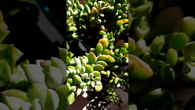 crassula perforata.y sedum pendens