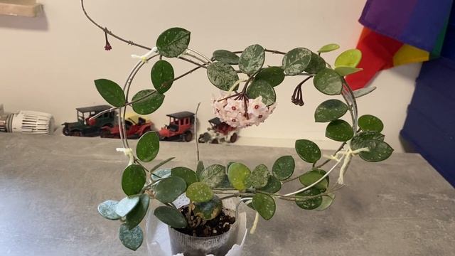 Хойя Матильда сплеш. Цветение. Matilda splash. смотреть онлайн