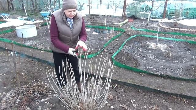 КАРДИНАЛЬНАЯ обрезка ГОРТЕНЗИЙ и ДЁРНА Пестролистного