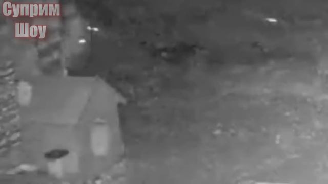 3 ВОЛКА НАПАЛИ НА СОБАКУ! ВОЛКИ ПРОТИВ СОБАК! ЧАСТЬ 2 смотреть онлайн