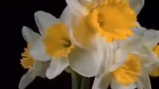 Необычайно красочное видео  Ускоренная съемка распускания цветов