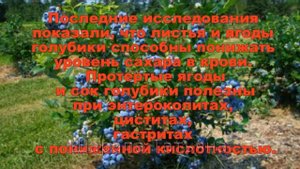 Голубика полезные свойства