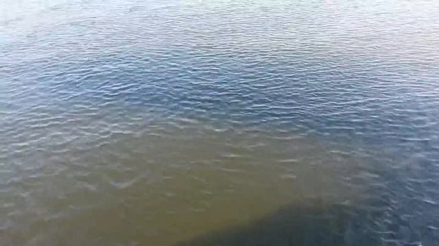 Паразит в воде ШОК!!! смотреть онлайн