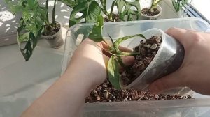 Монстера Манки Маск это промо название Монстеры Адансона? Monkey Mask не существует? Кто же у меня?