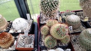 Мои кактусы из ОБИ,спасение кактусов.Cacteen