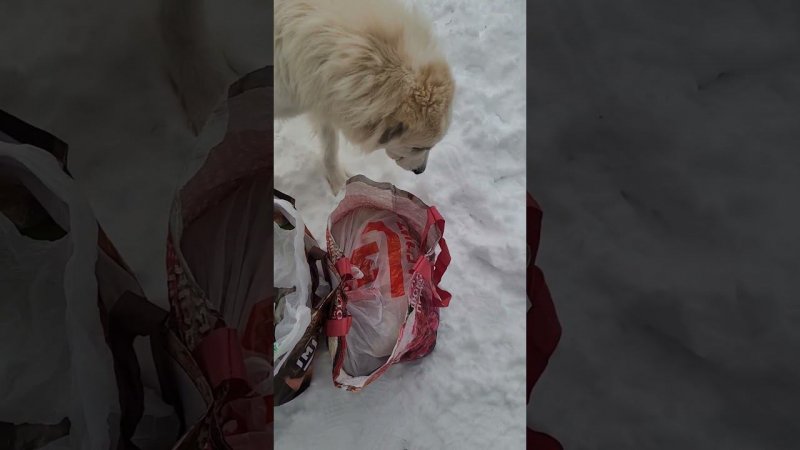 Вся правда о Пиренейской горной собаки, часть 3.