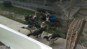 Выпустил индоуток в огород