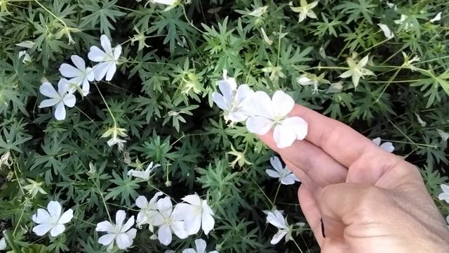 #445.Герань или пеларгония!? смотреть онлайн